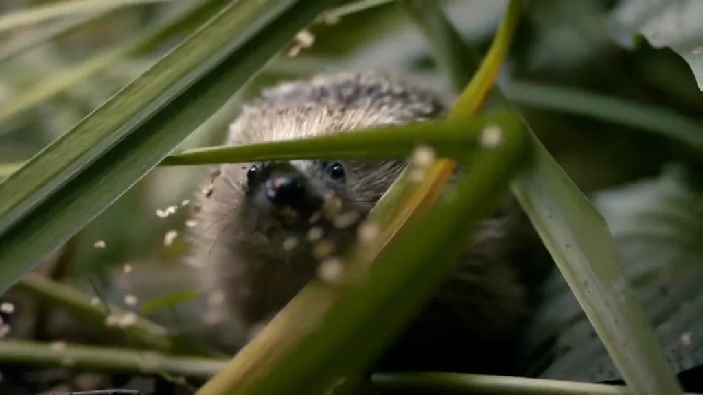 Dzikie Oblicze Polski – Jeż
