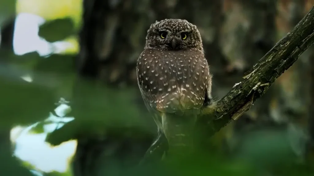 Dzikie Oblicze Polski – Sóweczka