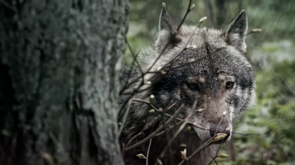Dzikie Oblicze Polski – Wilki