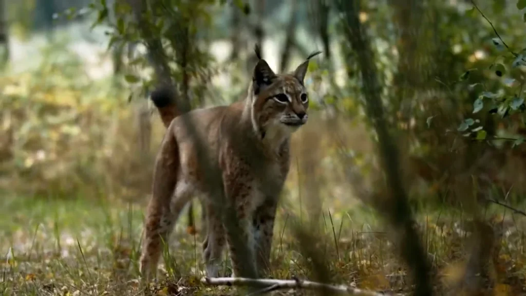 Dzikie Oblicze Polski – Ryś