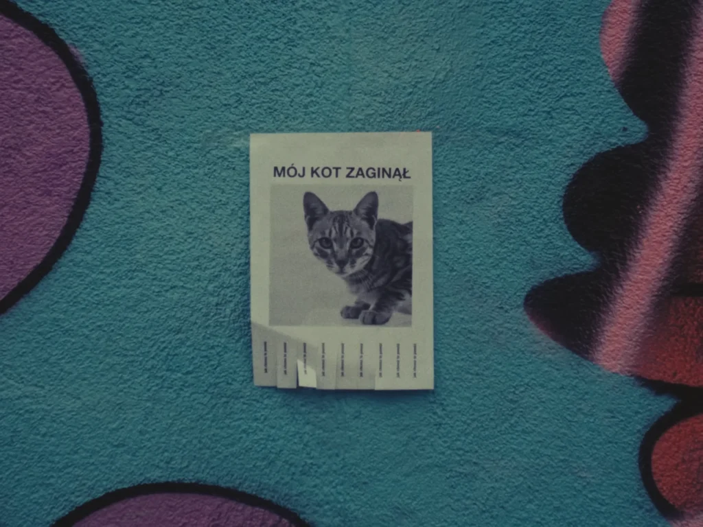 Dawid Tyszkowski – Mój kot zaginął
