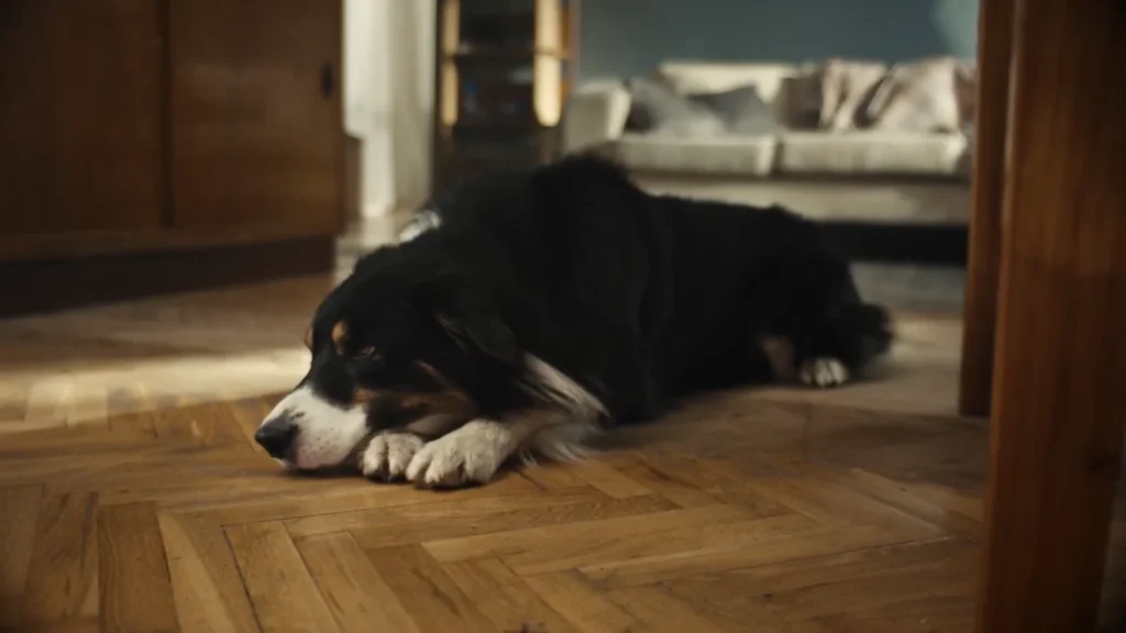 30 Millions d’Amis