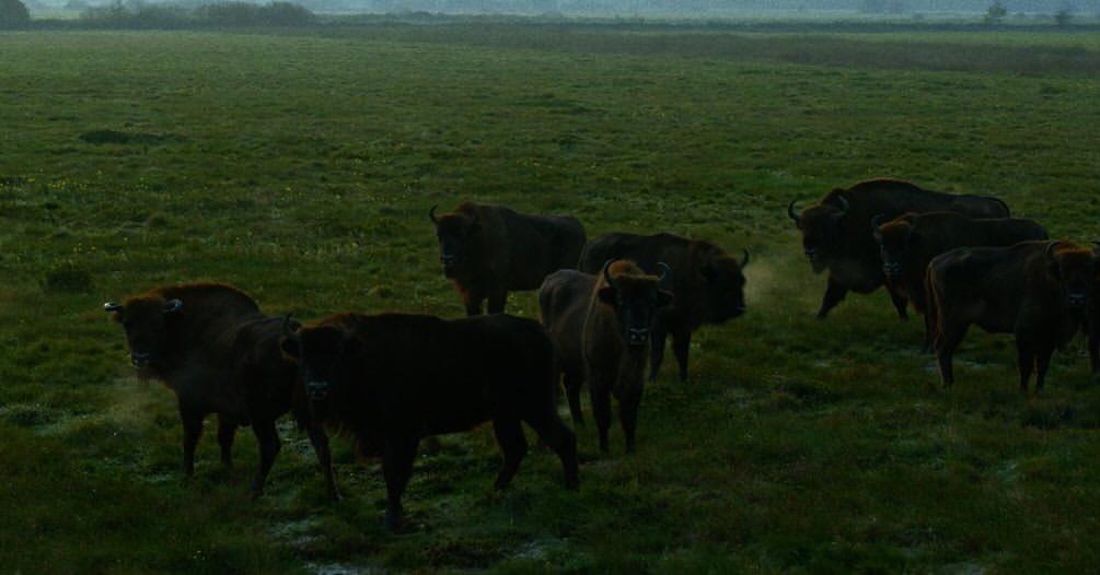 ŻUBR Strażnicy Puszczy
